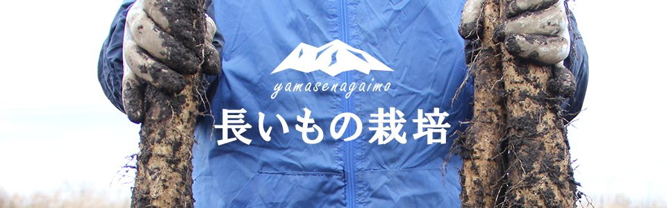 長いもの栽培