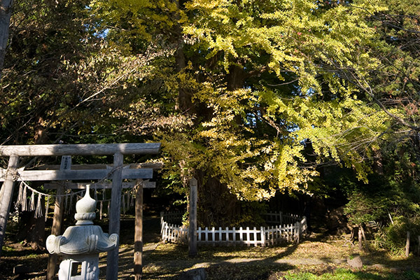 根岸の大いちょう
