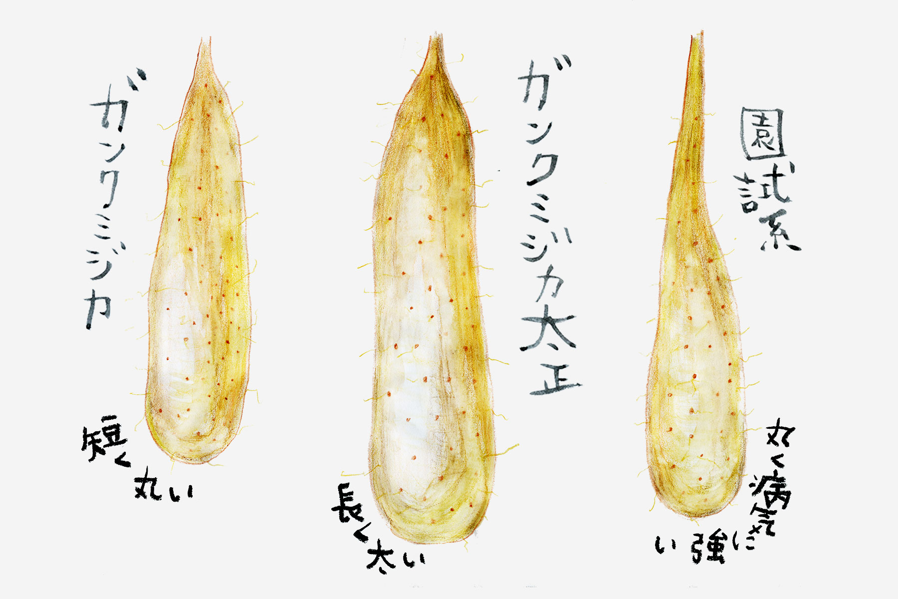 長芋の品種の違い