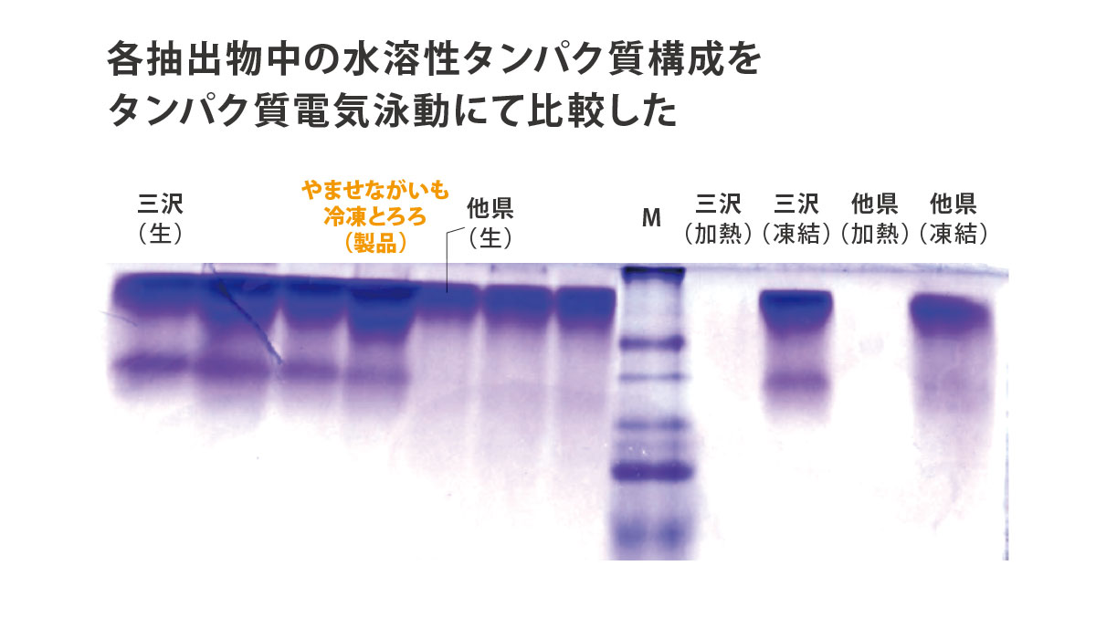 水溶性タンパク質の構成比較